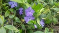 Periwinkle Royalty Free Stock Photo